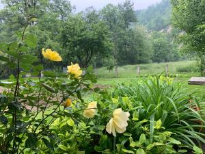 a bunch of yellow flowers in a garden at Holiday Residence Burić in Visoko