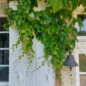 a ivy growing on the side of a building with a bell at Maison d'hôtes de La Roche Tabary 