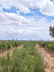 un campo de árboles y arbustos con un cielo nublado en "Plaisir en Pleine Nature Villa Ferme avec Piscine Privée pour un Séjour Relaxant en Nzala