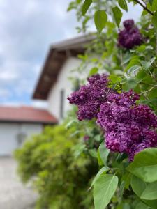 um arbusto de flores roxas em frente a uma casa em Architektenhaus mit Bergblick 220qm+Terasse/Garten em Irschenberg