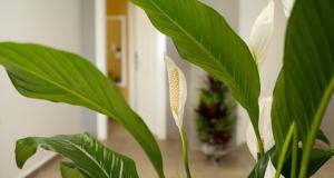 Fotografie z fotogalerie ubytování Hotel Luris v destinaci Golem