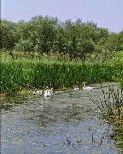 Φωτογραφία από το άλμπουμ του Sremac σε Kupinovo
