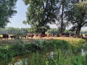 a herd of cows standing next to a body of water at Sremac in Kupinovo