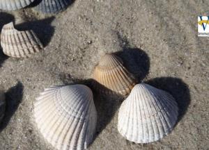 ヴァンガーオーゲにあるFerienwohnung 6 Rosenrotの砂の上三貝