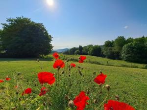 a field of red poppies in a green field at Chanteloup, Maison d'hotes - Halleux in Halleux