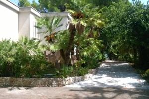 ein Haus mit Palmen neben einer Auffahrt in der Unterkunft Grande villa con piscina privata in Maruggio