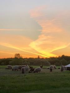 d'un troupeau d'ovins qui paît dans un champ au coucher du soleil dans l'établissement Hyrdeskolen, à Give