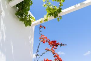 Um jardim em Rhenia Hotel
