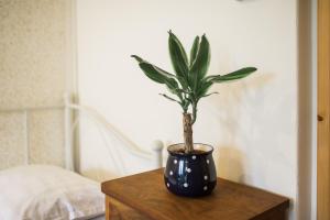 uma planta num vaso azul sobre uma mesa de madeira em Apartma Lojz em Bovec