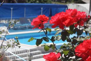 a group of red flowers in front of a pool at Rose Hotel B&B in Patara