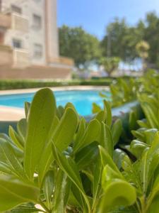 Bazén v ubytování Apartamento Relax Playa Gandía nebo v jeho okolí + 17 fotografií