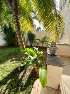 un jardín con una palmera y un jarrón en Beautiful Apartment surrounded by nature w/Pool, en Cancún