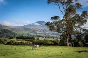 a horse grazing in a field with mountains in the background at Ilinizas Mountain Lodge in Chaupi