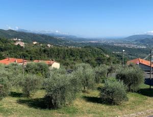 a bunch of olive trees in a field at Valdonica - Relax in campagna in La Spezia