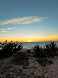 a sunset on the beach with plants in the sand at SOLEA 17 in Rota
