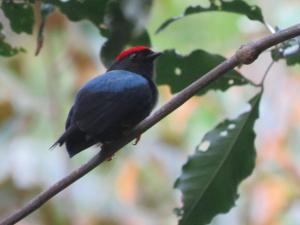 un pájaro rojo y azul sentado en una rama de árbol en El Valle de Anton La Chachalaca, en El Valle de Antón