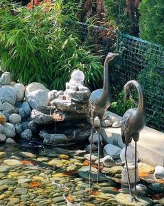 two birds standing in a pond with rocks at All-ways Home in Burnaby