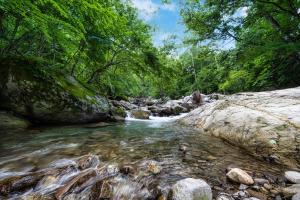 einen Fluss mit Felsen und Bäumen in einem Wald in der Unterkunft Hacho no Yu in Nikko