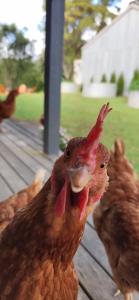 een groep kippen die op een houten dek staan bij Fiery, cozy starry nights - Farm stay! in Bellthorpe