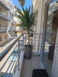 une plante sur le balcon d'un appartement dans l'établissement Maria 's home, à Héraklion 58 autres photos