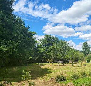 a horse grazing in a field with trees at Gîte de l'Ecrin de l'Andelle - Forêt de Lyons 