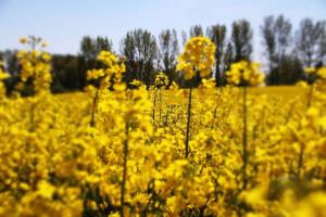a field of yellow flowers with trees in the background at Ferien_VILLA FELICITÀ in Göhren-Lebbin +21 photos