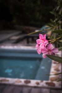 una flor rosa frente a una piscina en LaCase, en Terre-de-Bas