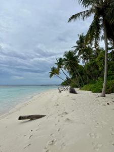a beach with palm trees and a log on the sand at Omadhoo Coral View Inn in Omadhoo