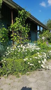 un campo de flores blancas delante de un edificio en Gemütliche Wohnung mit Terrasse in der Nähe vom Bodensee, en Tettnang