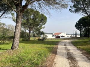 a dirt road in a field with a tree at Fazenda do Pomar by Trip2Portugal in Montemor-o-Novo