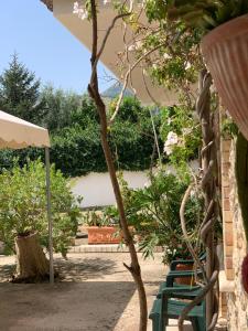 een kleine boom in een tuin met enkele stoelen bij L' Albarosa affittacamere e b&b in Spigno Saturnia