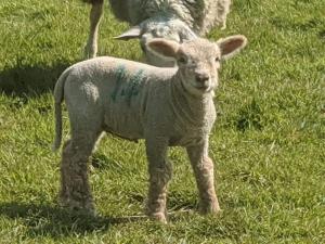 Ein Baby-Lamm steht auf einem Grasfeld in der Unterkunft The Piggery in Cowfold