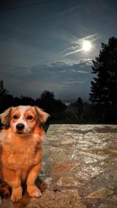 Ospiti di AA Pine vikendica za izdavanje u srcu Zapadne Srbije con animali domestici