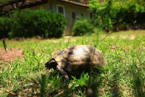 Gallery image of Eski Yeni Tatil Evi Olympos in Olympos