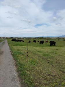 una manada de vacas pastando en un campo en Rod Ranch Livestock- Stanza matrimoniale, en Campagnano di Roma
