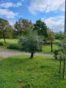 a tree in the middle of a field at Villa Giulia Fashion B&B in Strada