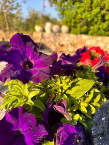 Giardino di Κοχύλι