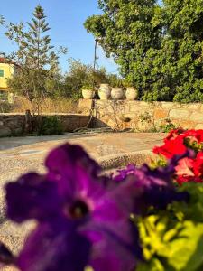 Giardino di Κοχύλι