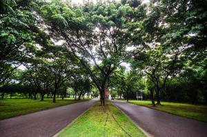 uma árvore ao lado de uma estrada em Tawa Ravadee Resort Prachinburi, a member of WorldHotels Distinctive em Si Maha Phot