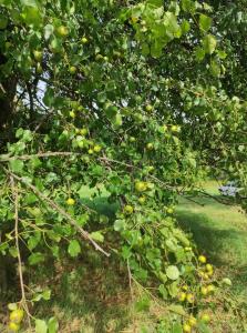 Jardín al aire libre en Porębana Osada