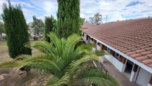 una palmera frente a una casa en HOSTAL SAN MARTIN DE MONTALBAN, en San Martín de Montalbán