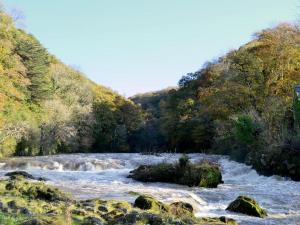 ein Fluss mitten im Wald in der Unterkunft Roseberry House in Newcastle Emlyn