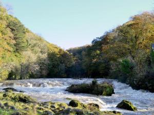 a river in the middle of a forest at Roseberry House in Newcastle Emlyn