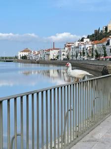 een vogel die op een hek naast het water staat bij Ó Maria in Alcácer do Sal