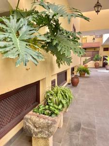Ogród w obiekcie Home2Book El Encanto La Laguna Centro Histórico