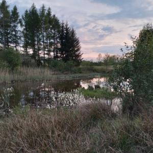 un estanque con flores blancas en un campo con árboles en Warmia Odludzie, en Dębiny