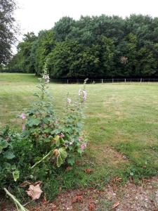 Vườn quanh L epicerie