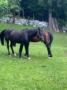 ein braunes und schwarzes Pferd steht im Gras in der Unterkunft Posestvo Tmžek in Bovec