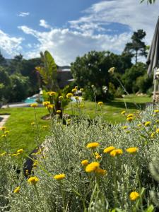 a field of yellow flowers in a yard at Hôtel Ambassador Palombaggia in Porto-Vecchio