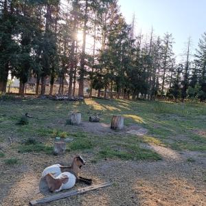 piesek-zabawka siedzący na kłodzie na polu w obiekcie A l'Ombre des Bois, Chambre double vue jardin w mieście Neung-sur-Beuvron +3 zdjęcia